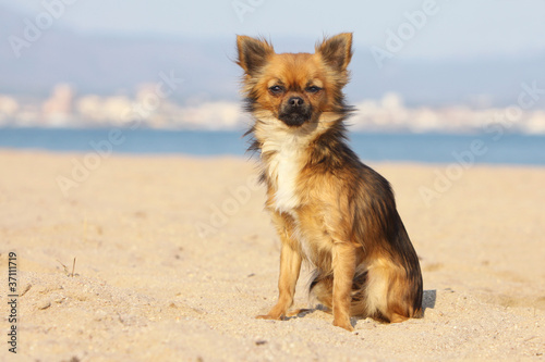 chihuahua assis dans le sable