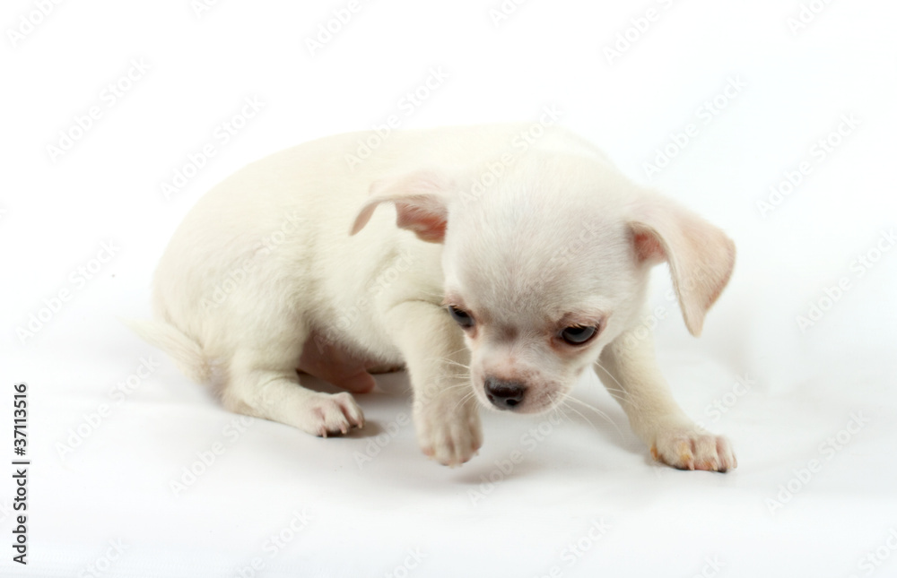 cute small chihuahua puppy sitting on white looking at camera is cute small chihuahua puppy sitting on white looking at camera is