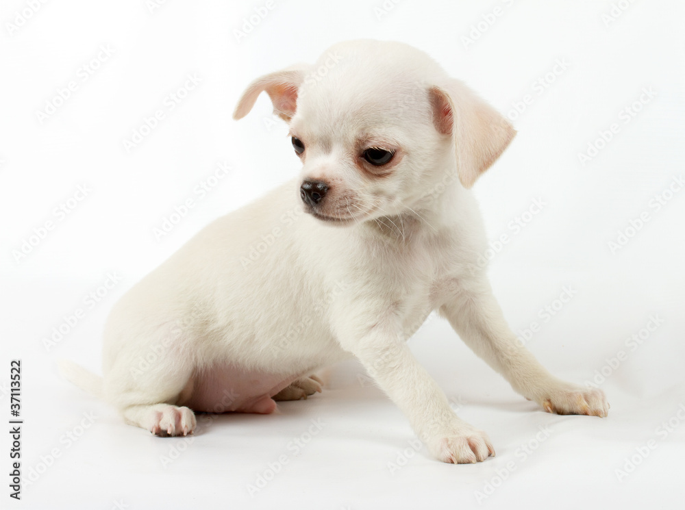 cute small chihuahua puppy sitting on white looking at camera is