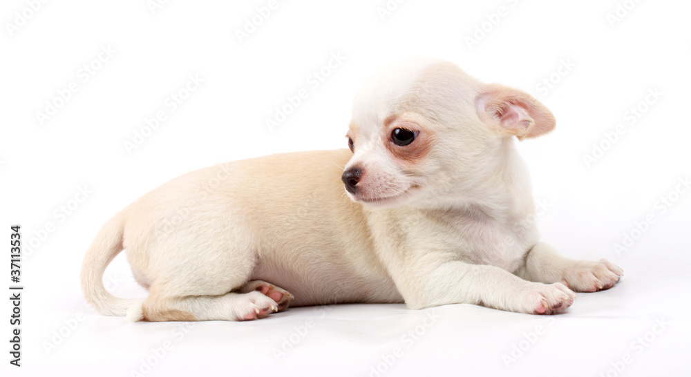 cute small chihuahua puppy sitting on white looking at camera is cute small chihuahua puppy sitting on white looking at camera is