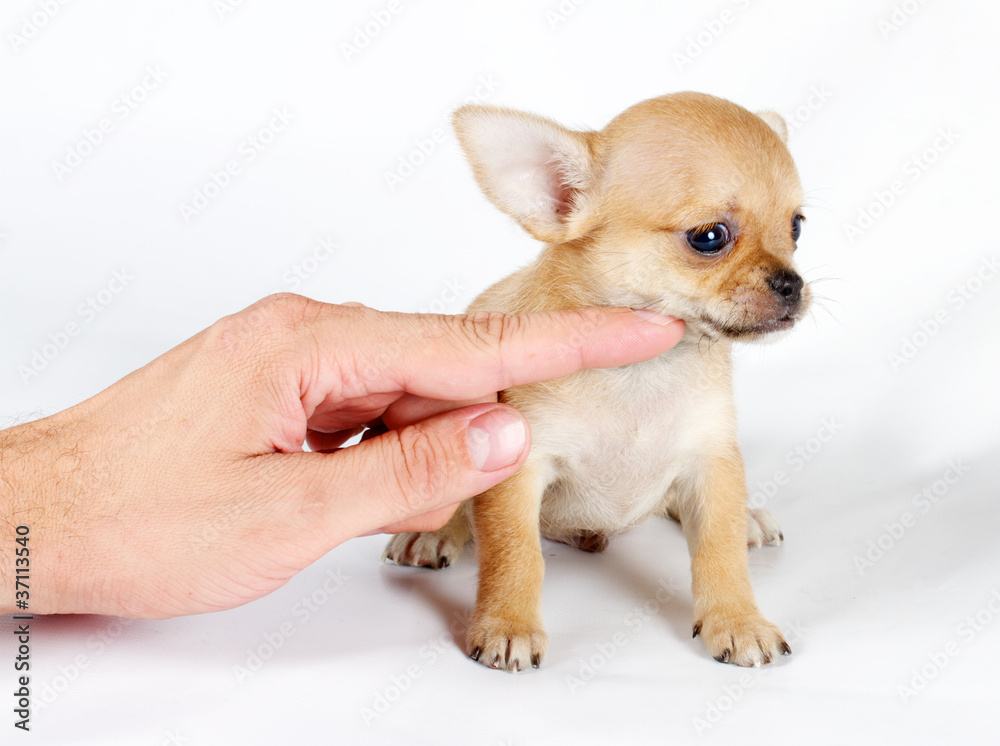 cute small chihuahua puppy sitting on white looking at camera is