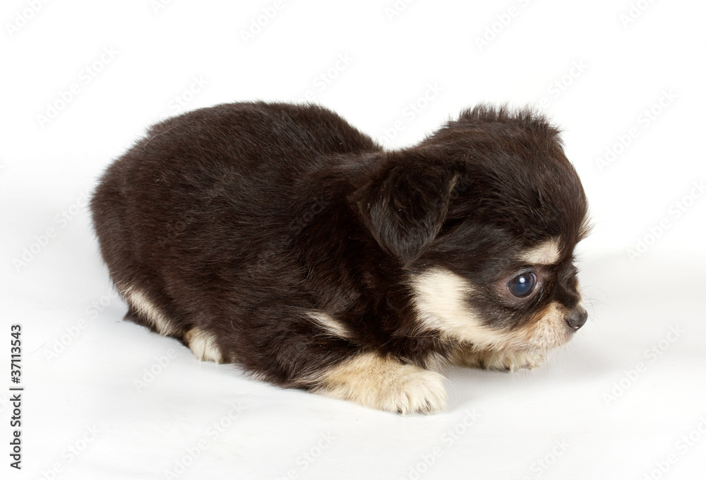 cute small chihuahua puppy sitting on white looking at camera is