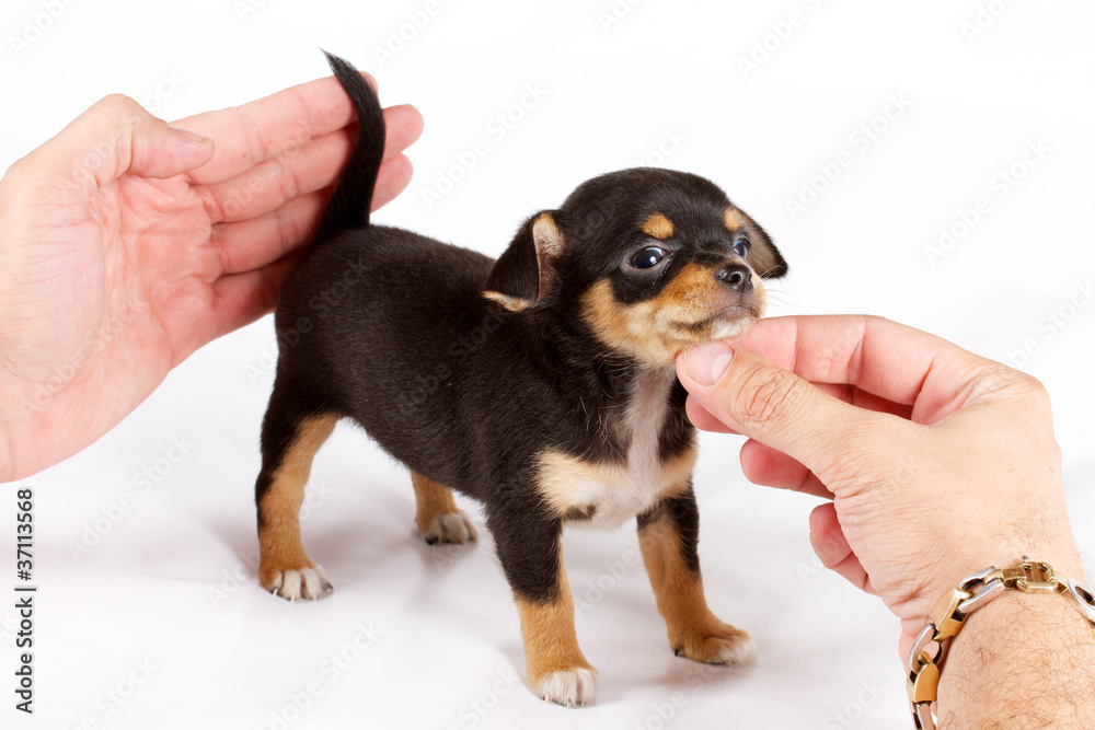 cute small chihuahua puppy sitting on white looking at camera is cute small chihuahua puppy sitting on white looking at camera is