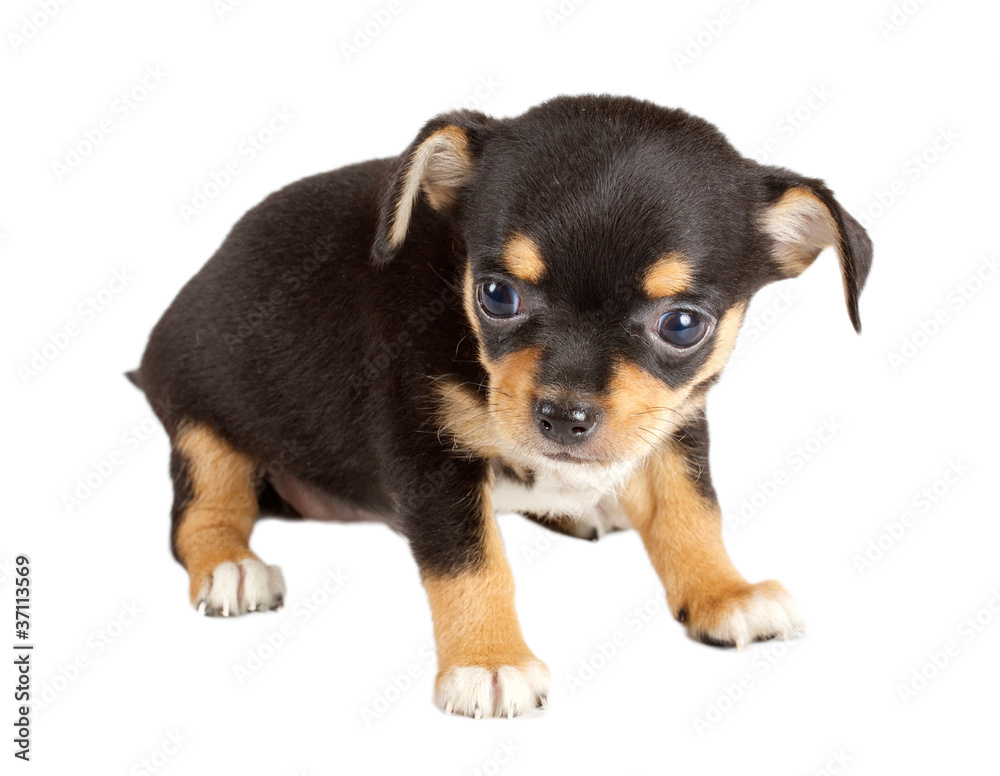 cute small chihuahua puppy sitting on white looking at camera is