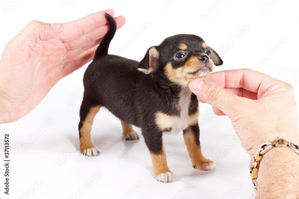 cute small chihuahua puppy sitting on white looking at camera is cute small chihuahua puppy sitting on white looking at camera is