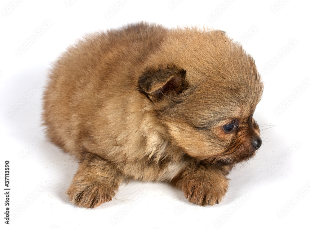 Obraz premium The puppy of the spitz dog in studio