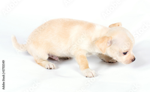 cute small chihuahua puppy sitting on white looking at camera is