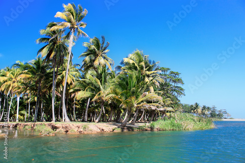 Green palm forest  beautiful  landscape in Baracoa