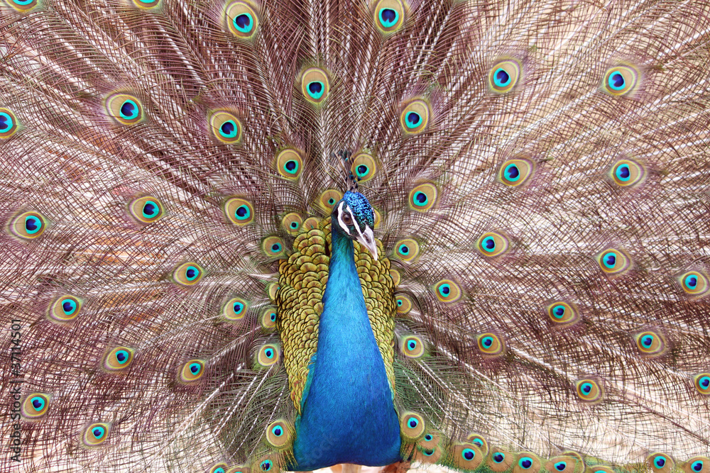 Obraz premium male peacock