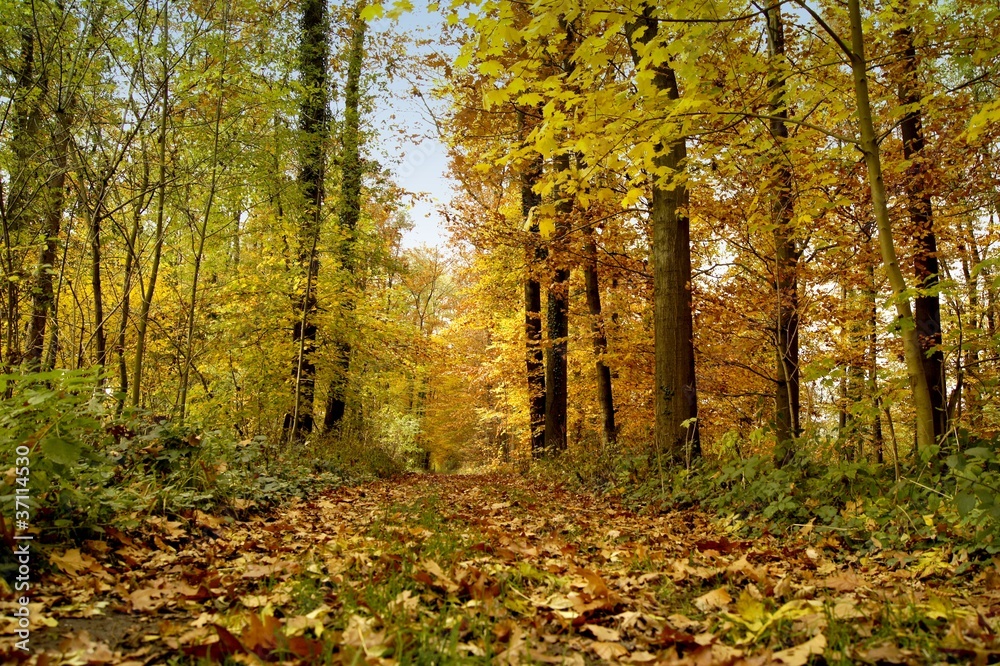 herbstwald