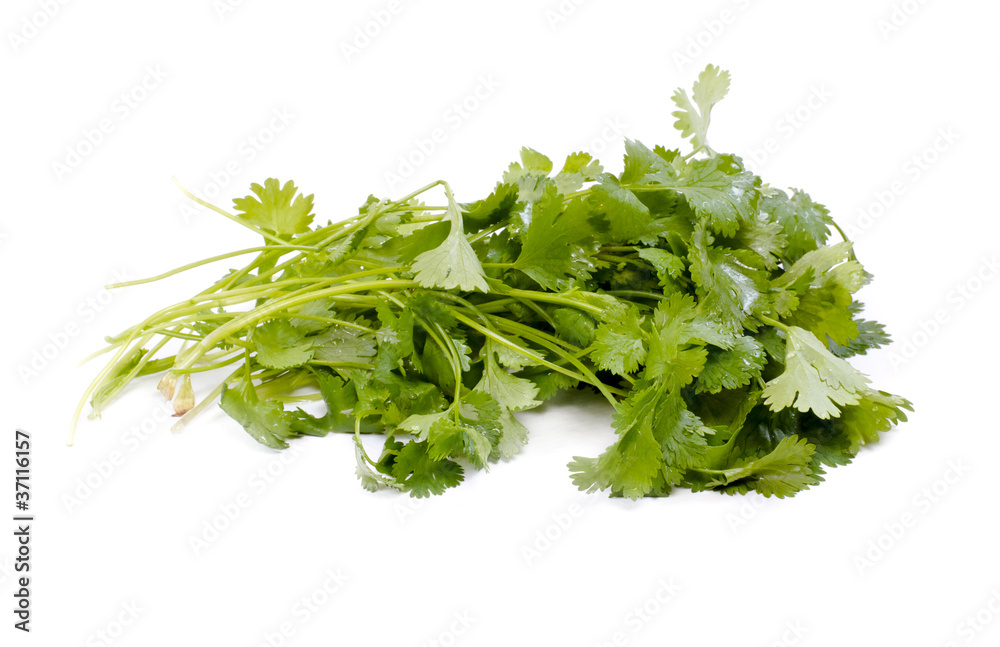 Fresh organic raw coriander leaf isolated on white background. C Fresh organic raw coriander leaf isolated on white background. C