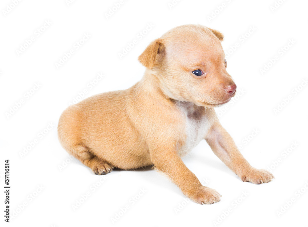 Chihuahua puppy on white background Chihuahua puppy on white background