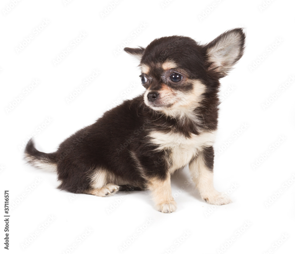 Chihuahua puppy on white background