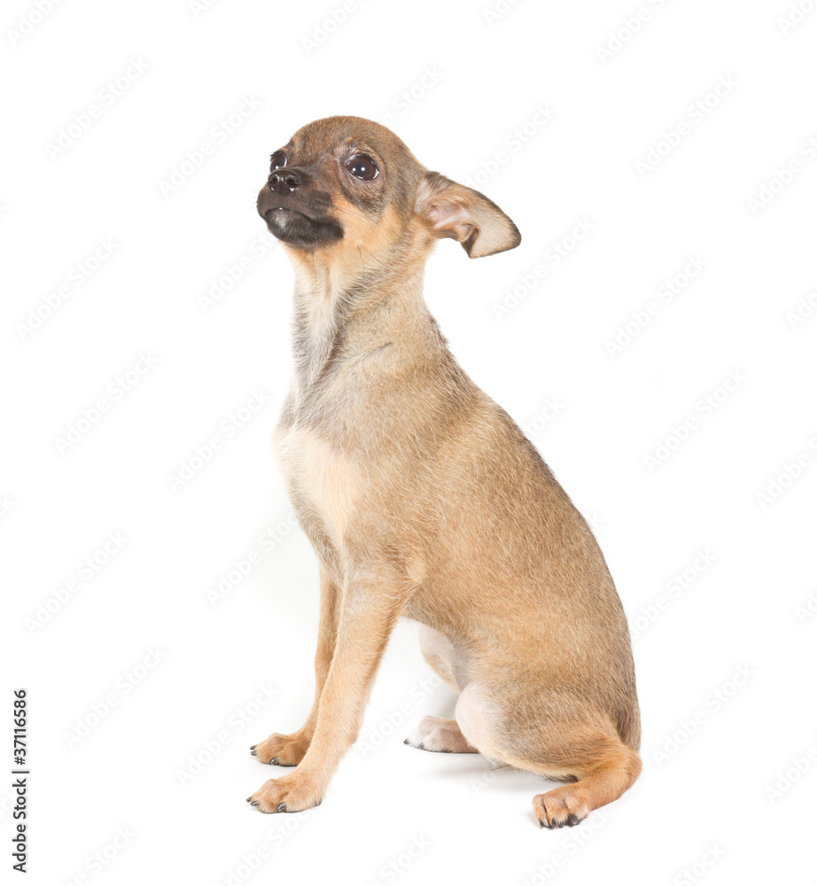 Chihuahua puppy on white background Chihuahua puppy on white background
