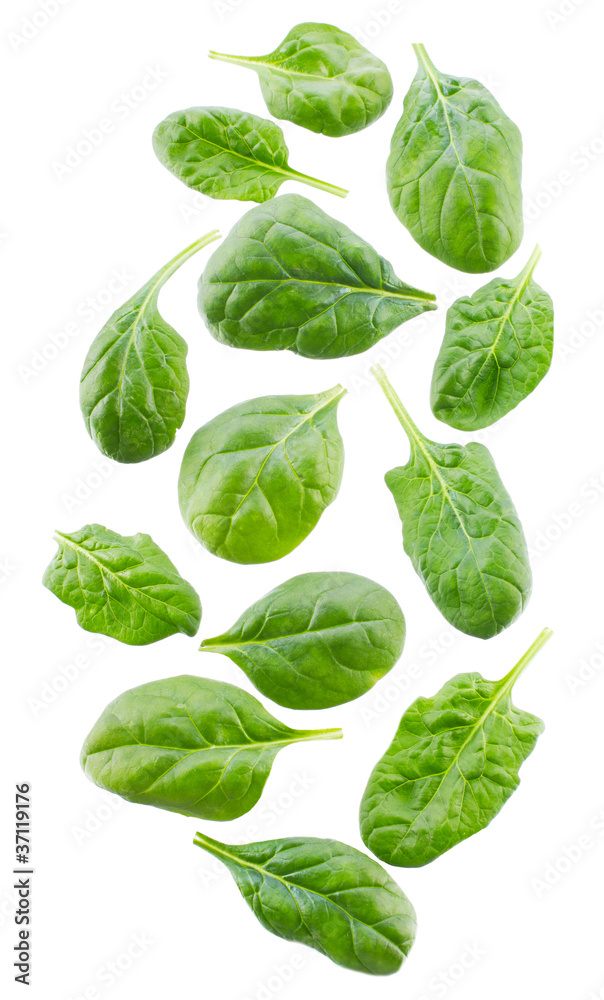 Obraz premium spinach leaves