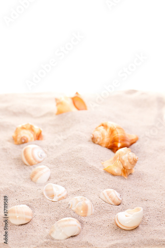 Sea shells on beach sand