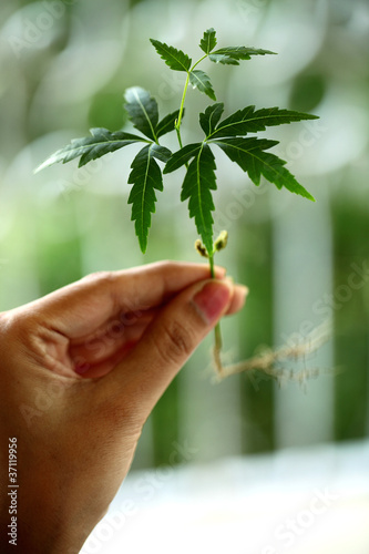 Hand holding a Neem plant photo