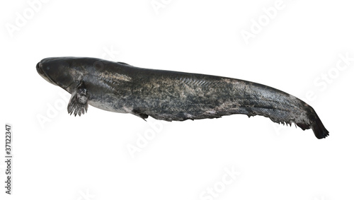 Obraz na płótnie Big river catfish isolated on white