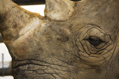 Close up of Rhinoceros, Khao Kheow Open Zoo, Chonburi, Thailand © onizu3d