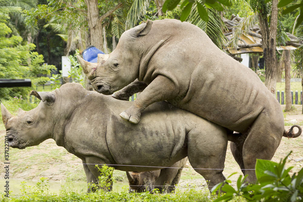 Naklejka premium Rhinoceros Mating in Khao Kheow Open Zoo, Chonburi, Thailand