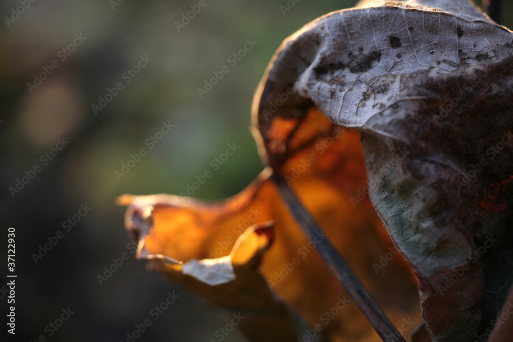Fototapeta premium isolated dead leaf in fall season