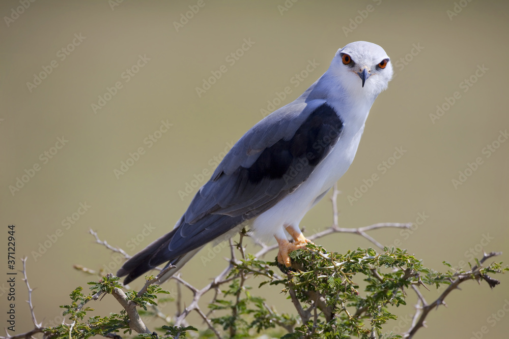 Fototapeta premium Black-shouldered Kite 8312