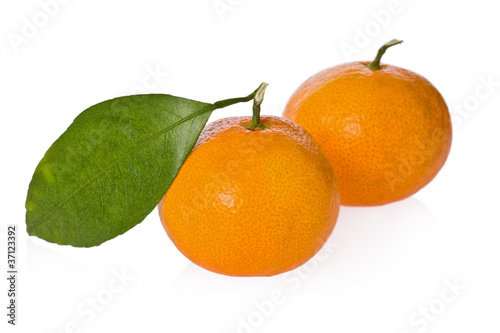 Satsuma Oranges (Citrus unshiu)