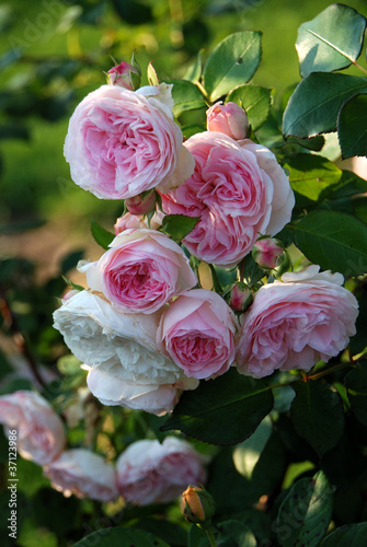 rosa Duftrose