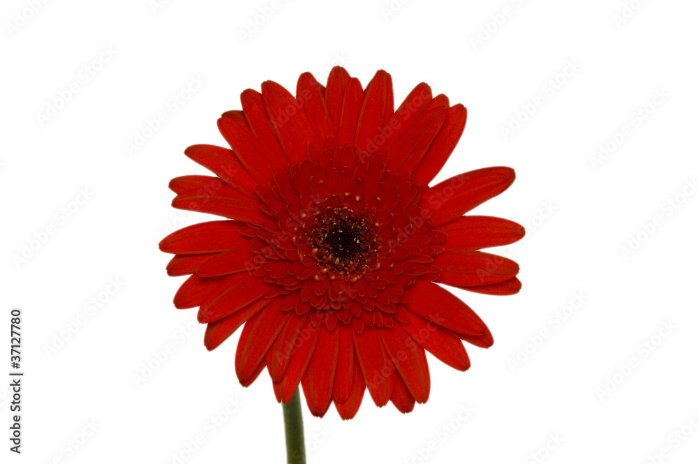 Red daisy flower isolated on white