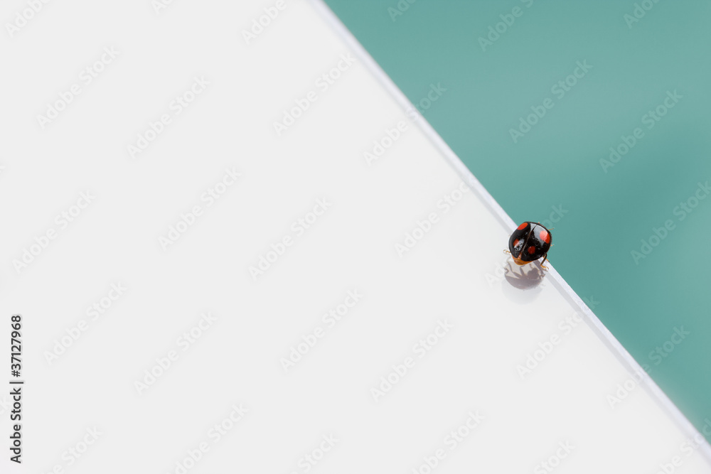 Fototapeta premium Copyspace 2