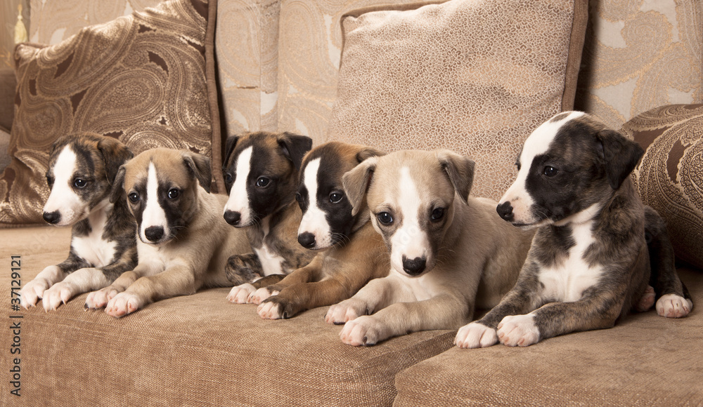 Fototapeta premium Whippet puppies