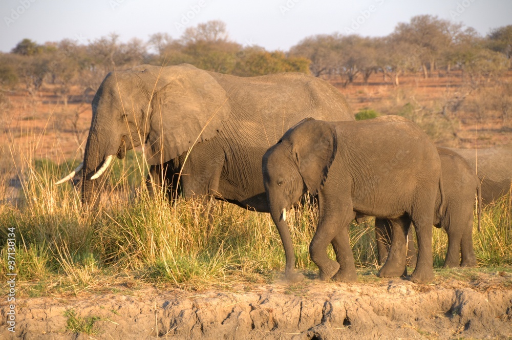 African Elephant