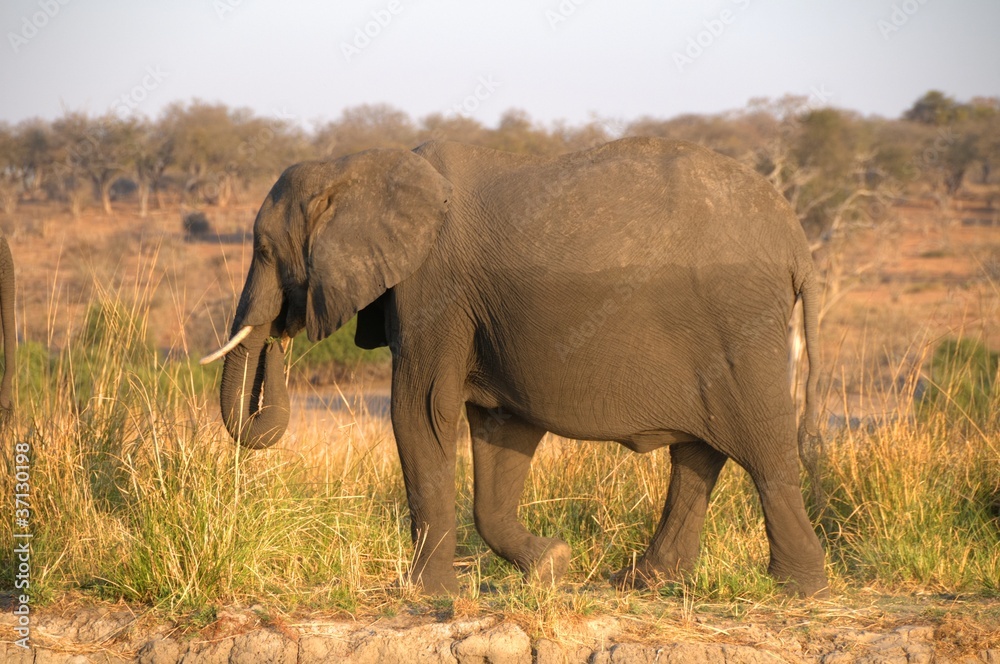 Obraz premium African Elephant