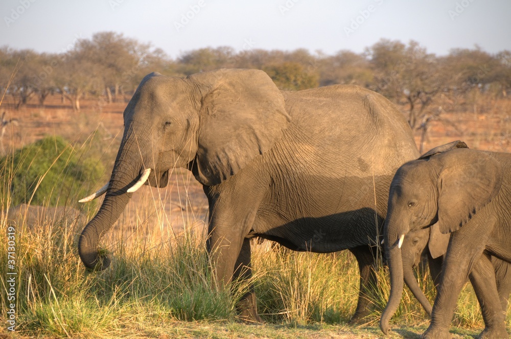 Obraz premium African Elephant