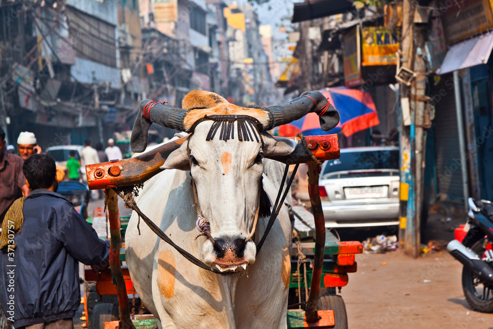 Ox cart transportation on early morning  in Delhi, India