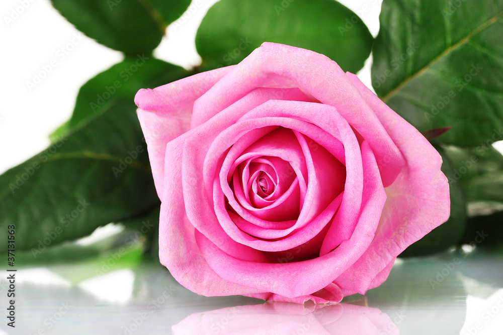 Pink rose isolated on white