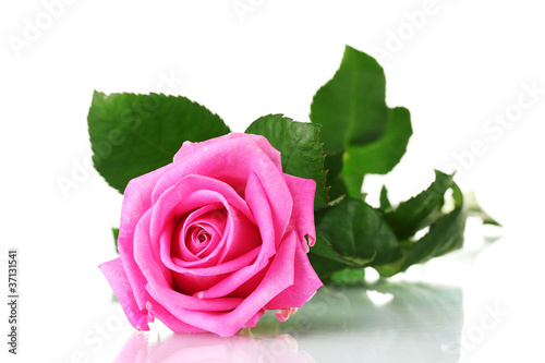 Pink rose isolated on white