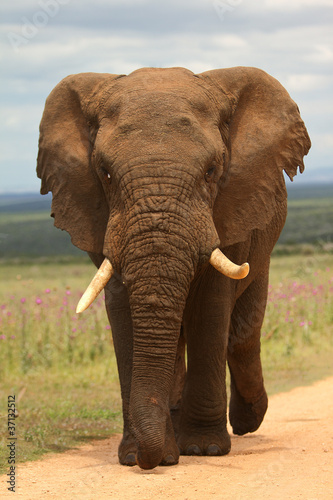 Elfant südafrika addo elephant nationalpark elfenbein