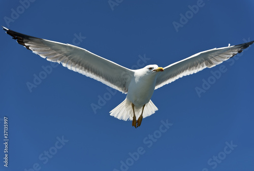Seagull on Blue Sky Gliding in Win