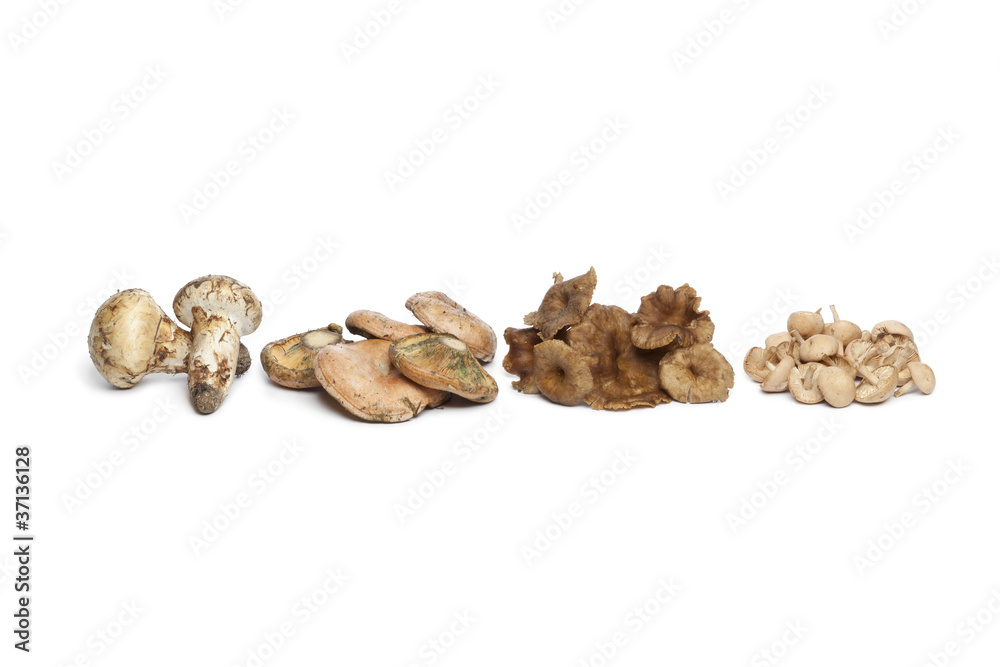 Variety autumn mushrooms Variety autumn mushrooms