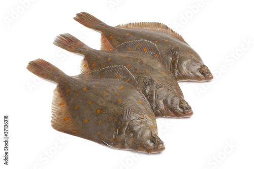 Fresh raw plaice fishes photo