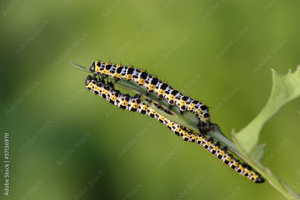 butterfly larva - caterpillar butterfly larva - caterpillar