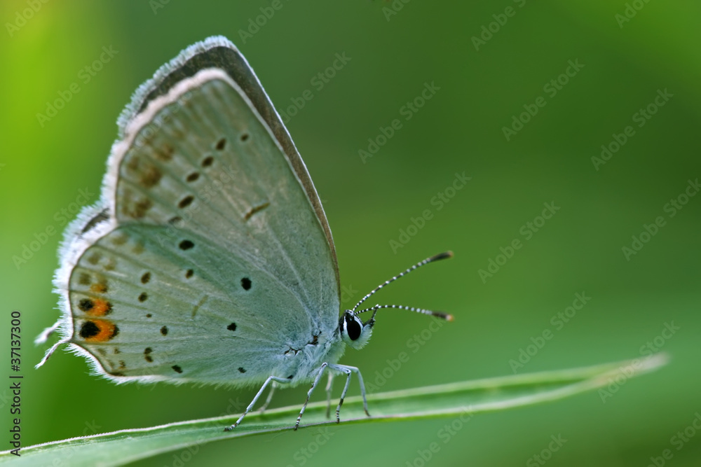 Obraz premium blue gray butterfly on the grass