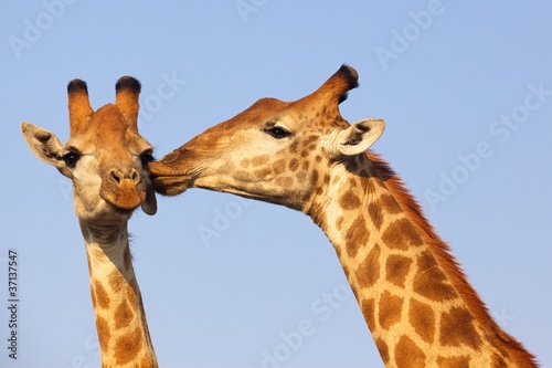 Giraffe Pair