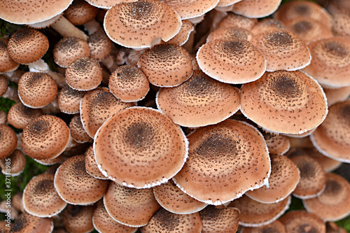 Tops of the Dark Honingzwam mushroom.