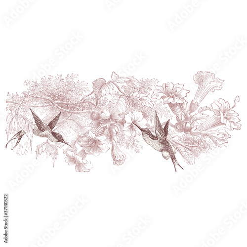 Colibris