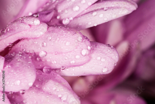 Raindrops On Pink Flower Petals