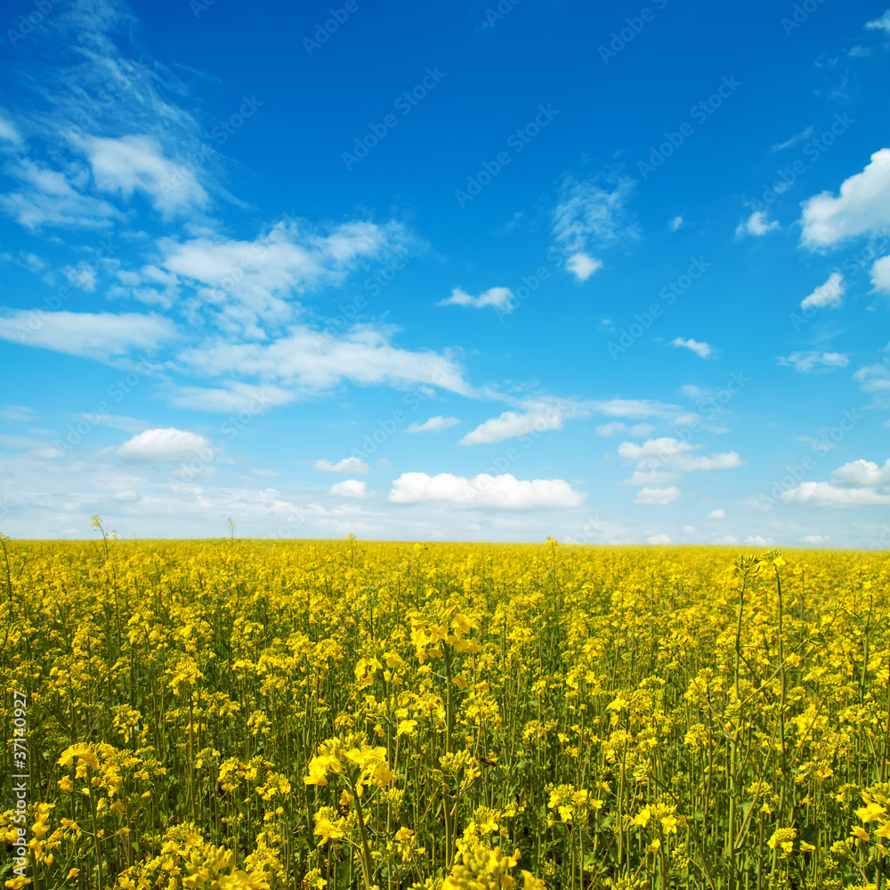 flower of oil rapeseed in field with blue sky and clouds