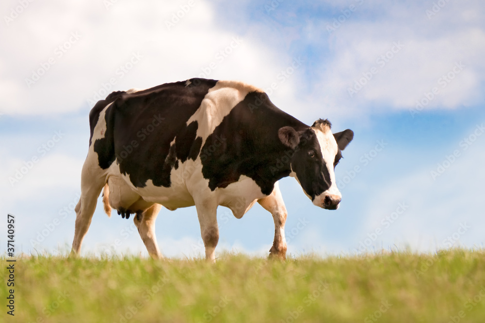 Cow Cow