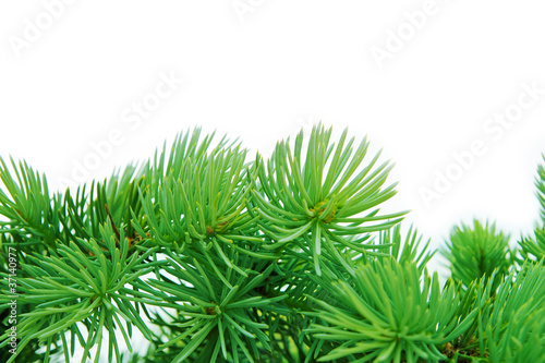 close-up of pine branches